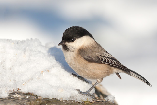 Matkop (Poecile montanus, Willow tit)