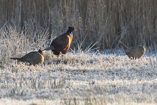 Wildlifefotografie balzende Fasane Fasanenbalz