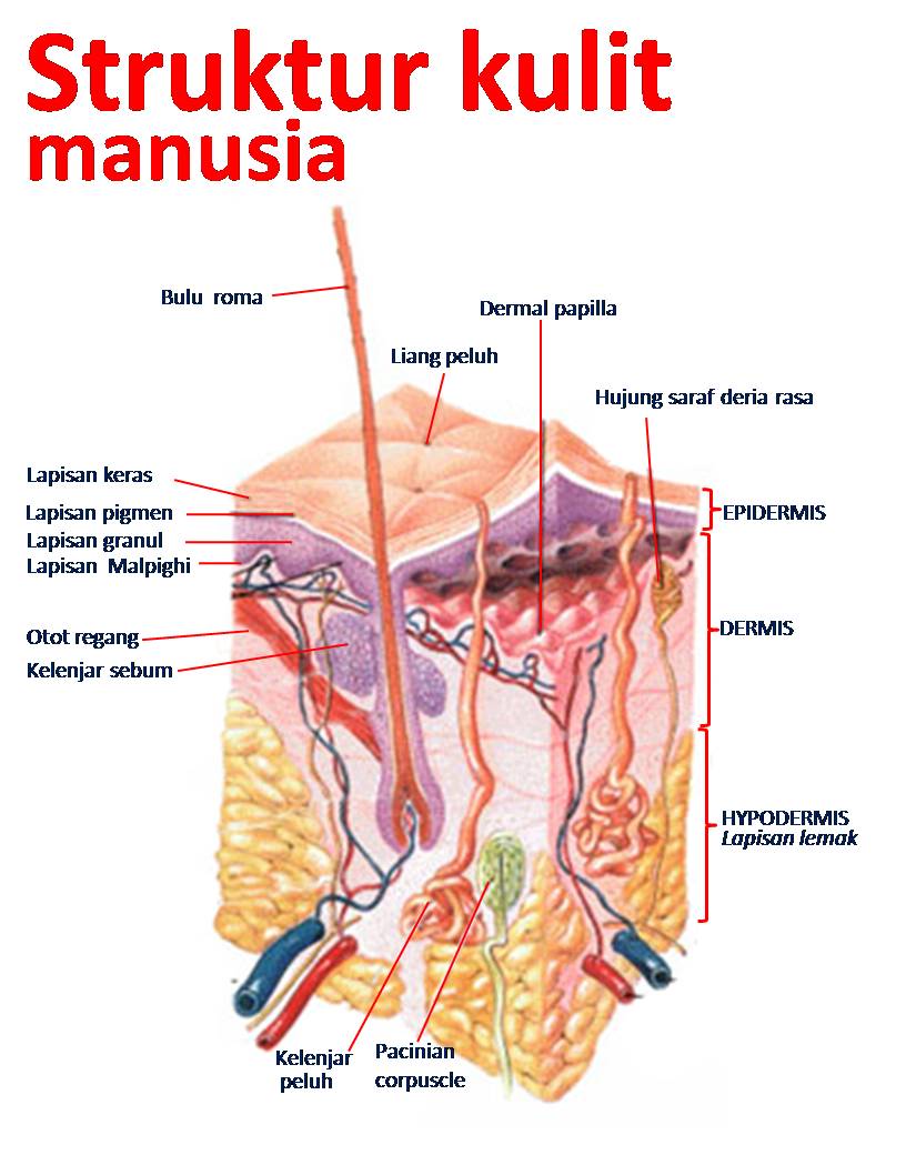 Gambar Kulit Manusia