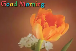 Good morning flower images free download