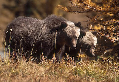 Two grizzly bear are waiting for something which is being appear from bushesh