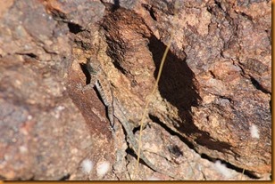 IMG_9527