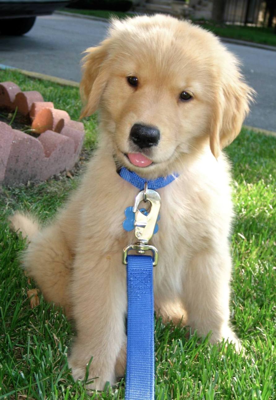 Golden Retriever Puppies Pictures - The Animal Life