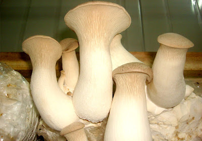 bulk mushroom grow