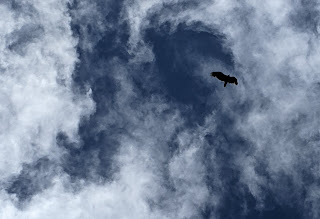 soaring vulture over moody dark blue sky