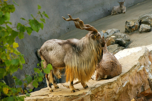 Beautiful,cute,brown,white markhor  is sitting in hill,wallpapers,pictures,images  