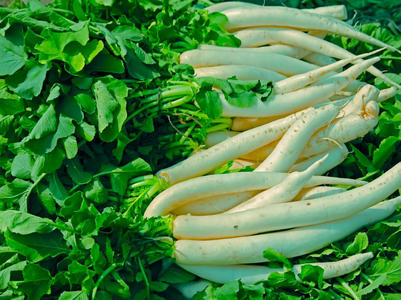 Radish 's Medical Benefits | Kalvikural Health Tips: - KALVIKURAL |  KALVISEITHI |KALVISOLAI | TNPSC |TRB 2019| HEALTH TIPS |TNTET 2019: