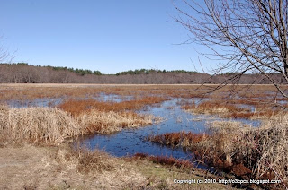 Landscape, 11/29/10 Great Meadows - Concord