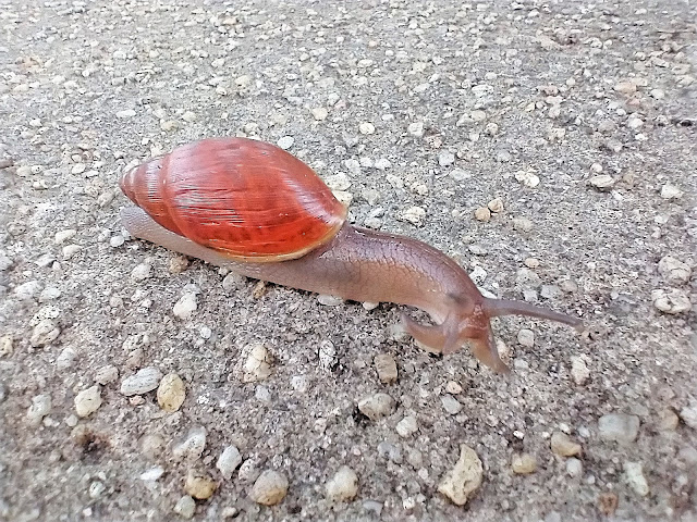 Snail saying hello, maybe. Mobile, Alabama. May 2022. Credit: Mzuriana.