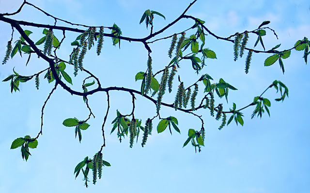 Branches of hornbeam with catkins