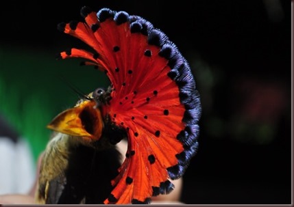 Amazing Animal Pictures Amazonian Royal Flycatcher (3)