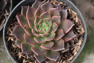 Sukulen Echeveria