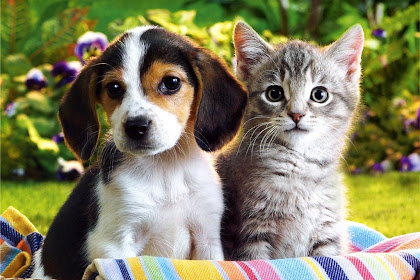 cute puppy and kitten wallpaper Puppies and kittens wallpapers