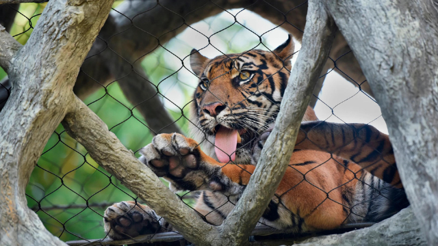 Tigers, Trails, and Treasures: Uncovering the Magic of Jacksonville Zoo