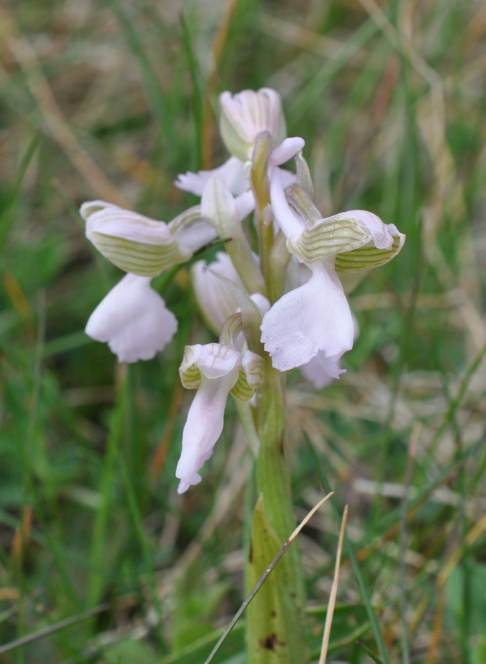 Orchis Bouffon Blanche