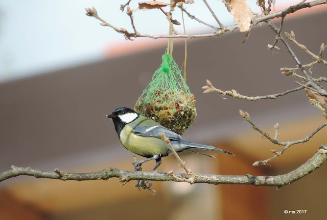 Parus major - © ms 2017