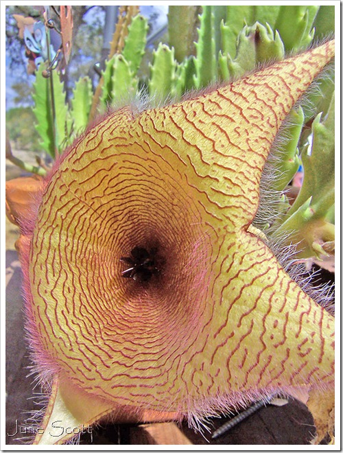 Stapelia_Starfish