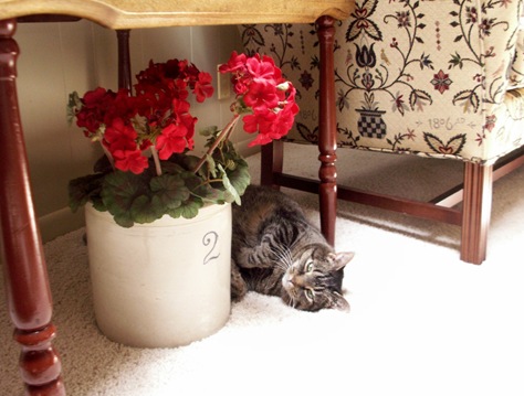 Baby lounging