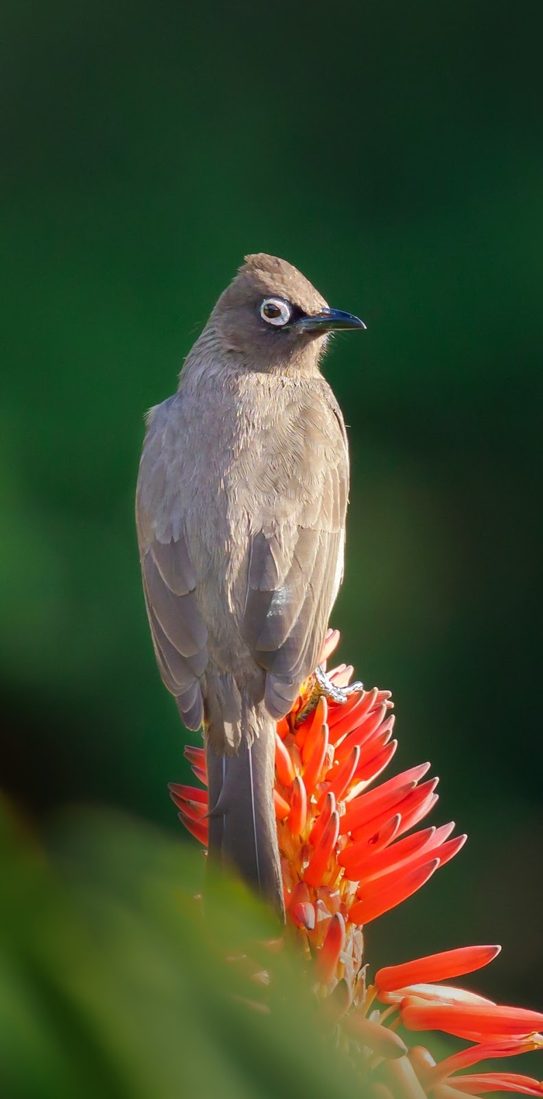 Picture of a cape bulbul.