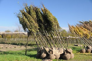 Preaparación de arbolado en vivero