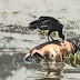 CORPO BOIANDO E SENDO DEVORADO POR URUBU
