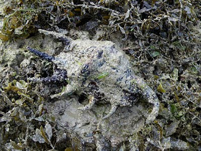 Spider Conch (Lambis lambis)