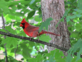 cardinal