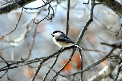 chickadees now sing of Spring