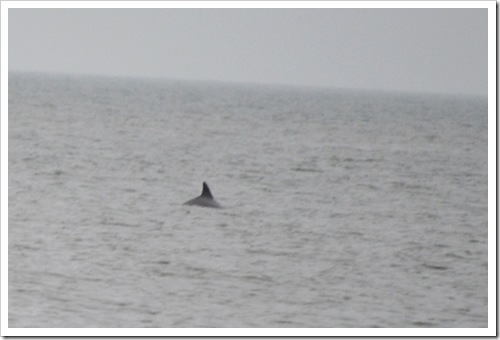 Hilton Head dolphin