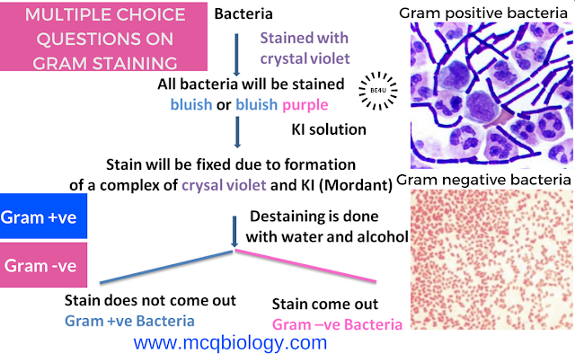 Multiple Choice Questions on Gram Staining - MCQ on Gram Staining