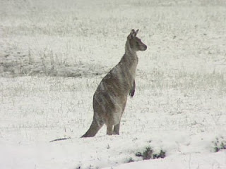 australian winter