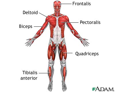 muscles of leg. muscles of leg.