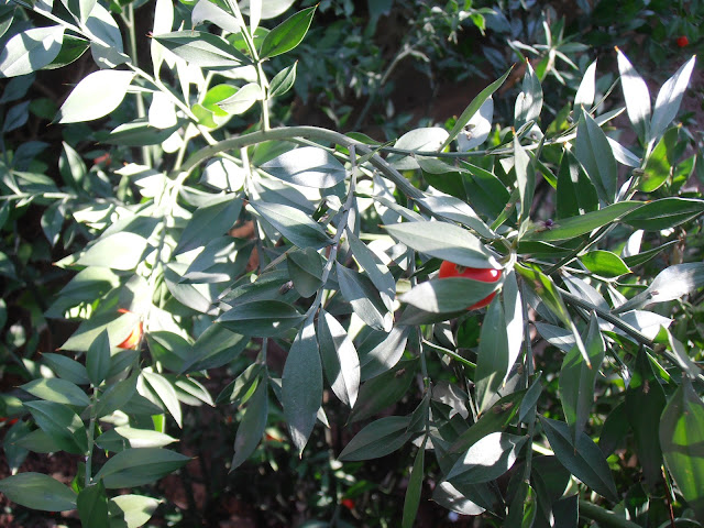 Fruto. Fotos, vídeo y descripción del rusco (Ruscus aculeatus)