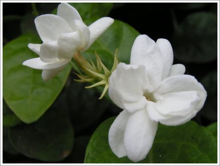 Picture Jasmine Flower on Puspita Melati  Sekilas Tentang Bunga Melati