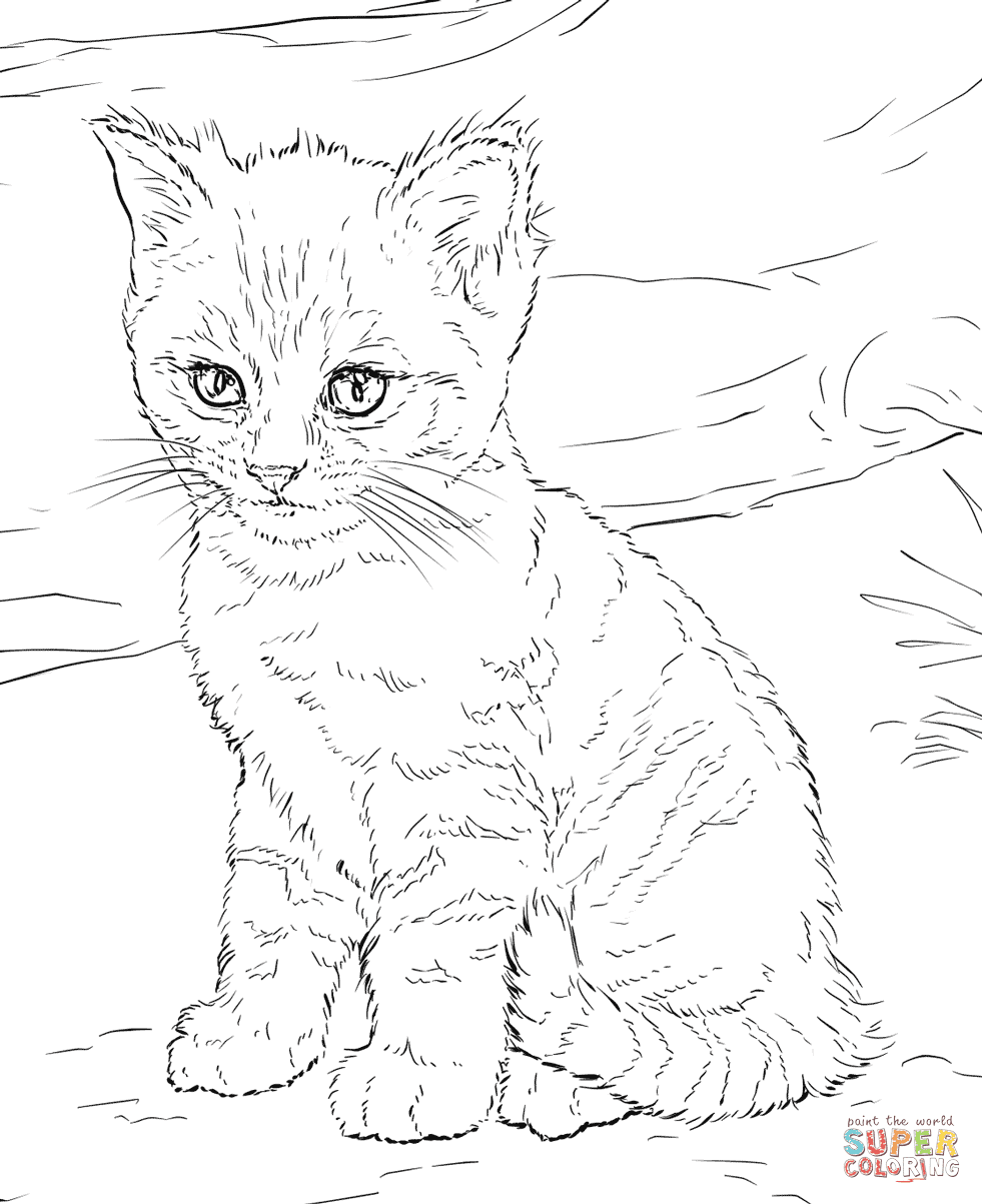 Cute Kitten Coloring Page Free