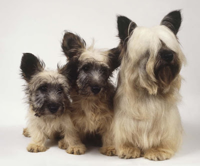 Silky Terrier