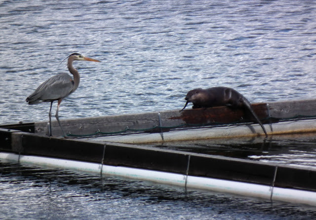 Visitors at the Fishpen Buffet