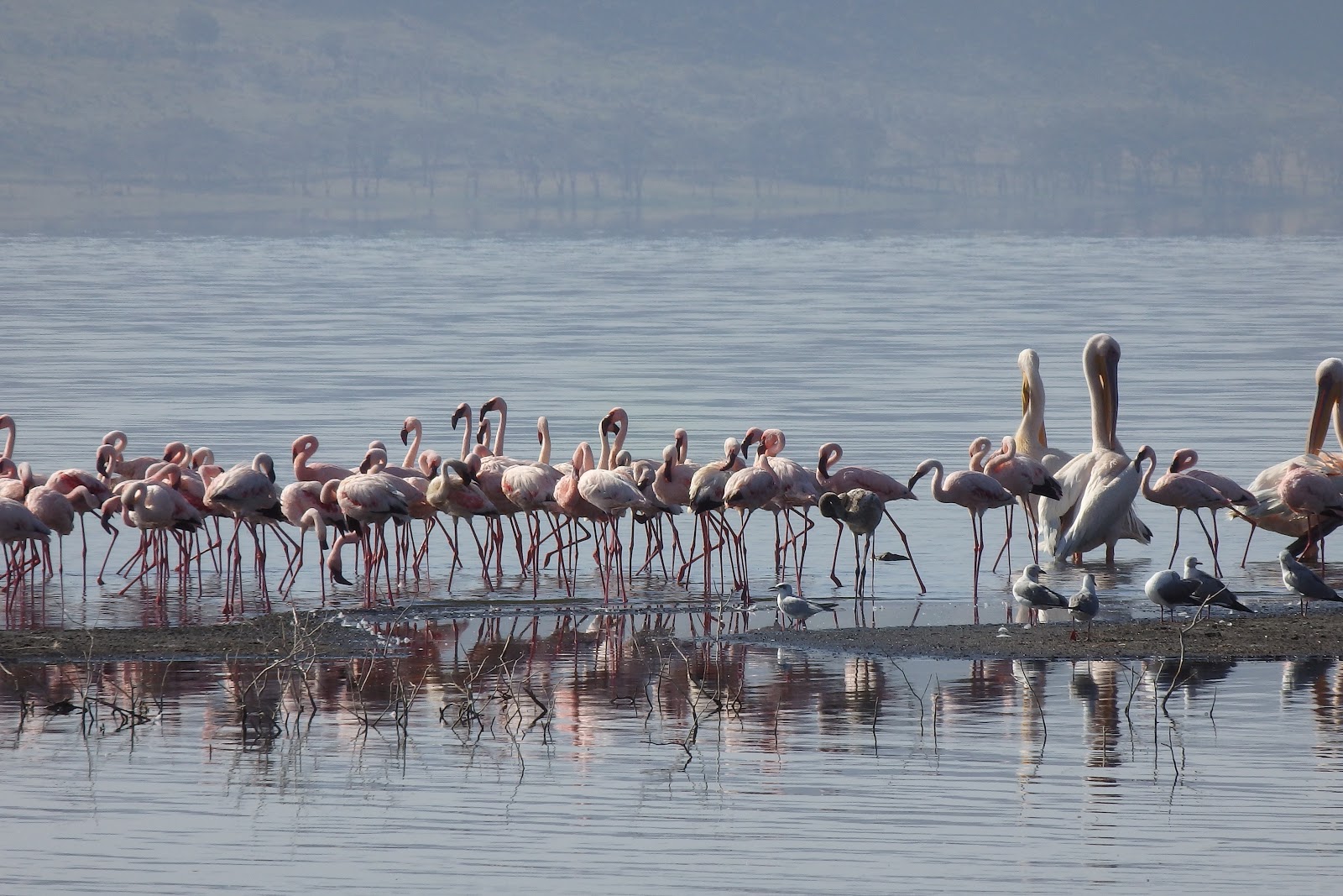 ケニア第7位 野生のフラミンゴに会えるナクル湖