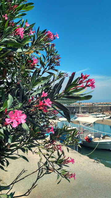 kwitnące kwiaty oleander, Grecja 