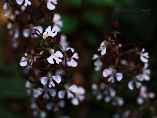 Calanthe discolor