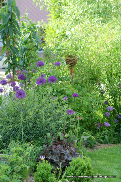 Allium Purple Sensation