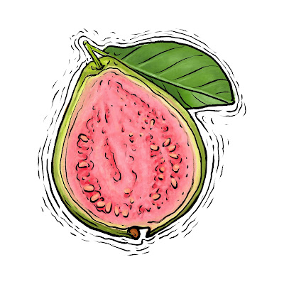 A Pencil Sketch and Free Cartoon Images of Guava