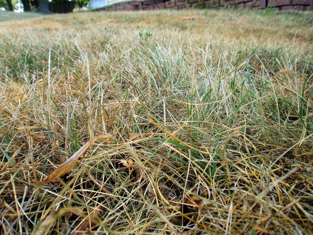 Dry Brittle Grass