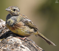 escribano soteño o escribano de garganta negra (Emberiza cirlus)