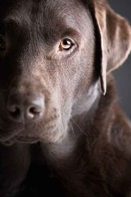 Series on positive reinforcement dog training, for dogs like this chocolate Lab