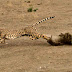 Cheetahs - Fast Action Photography (2)