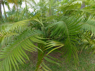 Zamia loddigesii - Zamia de Loddiges