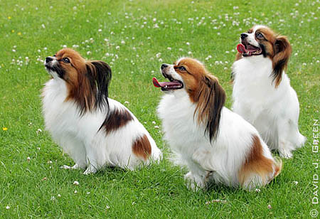 Cute Papillon Dog