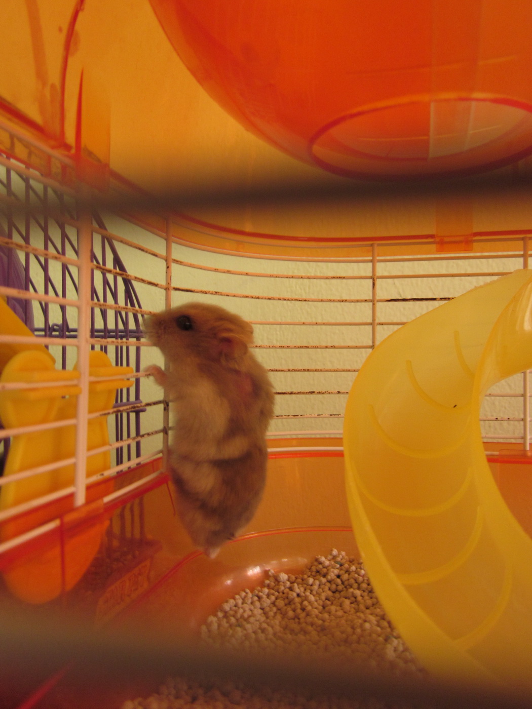 Jessica Seriani: Hamster Yang Aneh