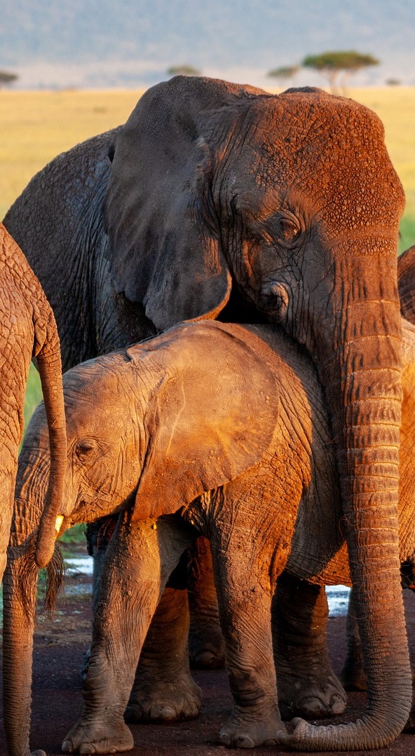 Elephant's motherly love.